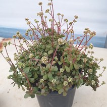[수암다육] 라디칸스 단품 Crassula pubescens ssp. radicans 다육 다육이 다육식물 국민다육, 1개