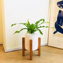 앙플랜트 우드스탠드 소품 공기정화식물 set, 아비스소품/플라스틱 기본 포트