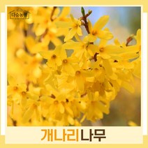 개나리나무 묘목 키1.2m 뿌리묘 5개