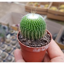 행복한꽃순이//레닝선인장