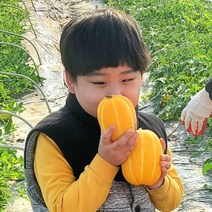 성주참외 석정현 농부의 정직한 참외 산지직송 [100박스 한정특가], 2kg 한입꼬마 못난이 참외