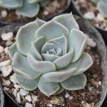 타이니버거 예쁜 다육식물 [소품랜덤발송] 0227-62, 상세페이지 참조
