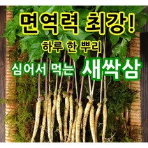 영동 새싹삼 새싹인삼 소/중/대/특 50/70/100뿌리, 특(25cm이상)70뿌리