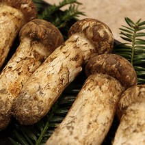 경북 안동 자연산 송이버섯 500g 선물용 가정용 자연산송이 버섯선물세트, 안동 황토 송이버섯 선물용 상품 500g