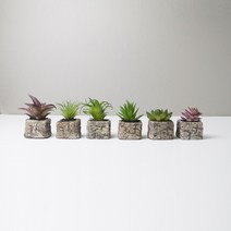 미니다육화분 6종 모음 인테리어 선인장, 옵션 A, 1개