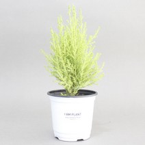아이엠플랜트 화이트포트 실내공기정화식물 모종, 1개, 11.율마