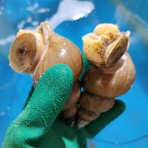 직접잡은 후포리 왕돌초 백골뱅이/동해안 활 백고동/포항 골뱅이/자숙/1kg/도매, 중_(25~35 마리 내외), 상세페이지 참조