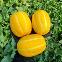 산지직송 성주참외 가정용참외 선물용참외 꼬마참외 2kg 3kg 5kg, 성주참외 가정용 대과 5kg