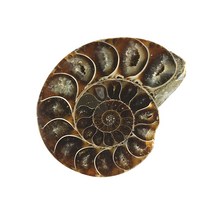 천연화석 암모나이트화석 전시용 학습용 HSROU-5011, 단품