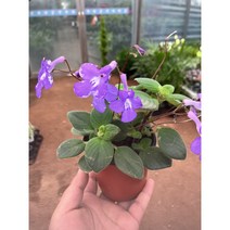 [근이네식물원] 싹소롬(보라)/소