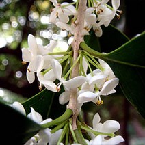 [목본]은목서 삽목1년