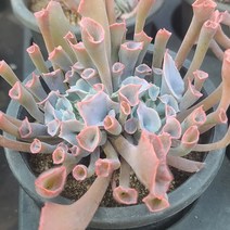[소소한다육] 트럼펫핑키 Echeveria Pinky 다육식물