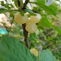 앵두나무(흰앵두)/접목1년(특)뿌리(3주묶음)묘목/b0235