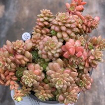 [다육이아지트]리틀쨈, 1개