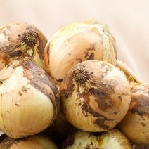 무안 양파(소), 5kg