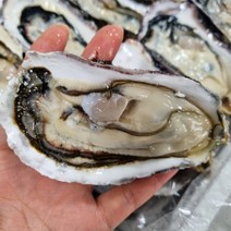 통영 앞바다 산지직송 후회없을 최상급 하프셀 / 반각굴, 150미 내외 / 3+2단 / 7.5인분