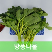 방풍 방풍나물 4kg 발품장터