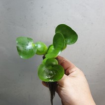 꽃백화점 부레옥잠 수생식물 수중식물 9, 1개
