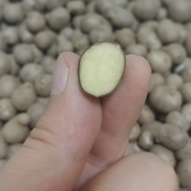 경북 안동 산마 씨앗 잉여자 마씨앗, 5kg