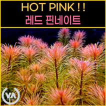 [비바소녀] 핑크핑크수초 판타날 레드 핀네이트(8촉) / 수초 레이아웃 초보수초 어항 잔디 새우 구피 미니어항 붉은수초