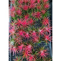 행복한꽃순이//이오난사/틸란드시아/공중식물 묶음, 20개