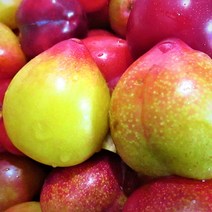 자두 하우스대석자두 새콤달콤한 싱싱하고 맛있는 여름과일, 대과 500g (개당 70g 이상) 5~9과 내외