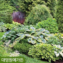 유럽 호스타 10종 무늬비비추 옥잠화 포트묘 다년생, 07. 블루엔젤