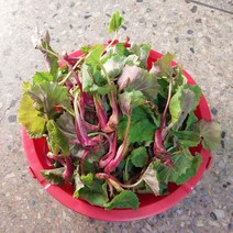 국내산 머위 1kg 머위나물 산나물, 국산 머위순 2kg