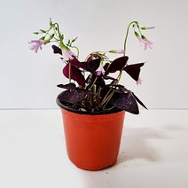 세종의정원 사랑초 10cm 자주사랑초 화분묘 실내화초 야생화 들꽃 식물 10개