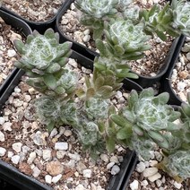 [올식스] 브라질리안 다육식물 플랜테리어 반려식물 공기정화식물 개업화분