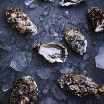 아주부 통영 개체굴 삼배체 생굴 석화 삼배체석화 1kg 3kg 5kg, 삼배체 석화(6~15미 내외) 3kg