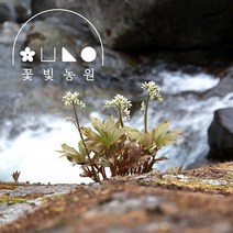 돌단풍 4치포트 흰꽃 주택 아파트 베란다 조경 돌담