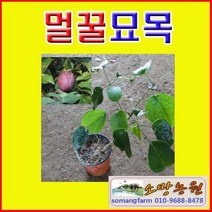 (D소망)칠자화나무묘목 2년생(포트) 2그루