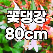 꽃댕강 80cm 분묘 철쭉마켓 댕강 줄댕강 나무 묘목 조경수 정원수, 꽃댕강 80cm  1개 (배송비별도)