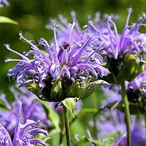 [꽃씨]허브-베르가못(퍼플)[다년생] 20립