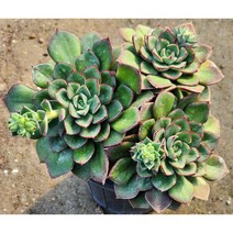 다육king 죠안다니엘 (단일상품) 다육식물 선인장 (단일상품)