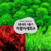 [착한수초] 랜덤수초 저리가라 저렴이세트수초 A 9촉 암브리아 로탈라홍콩 로탈라그린 / 구피 새우 은신처 초보수초 수초레이아웃 수초어항