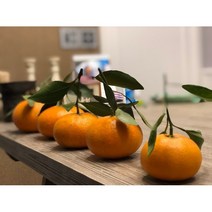 과실 레드향묘목 7치화분(결실주)