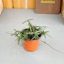 가꾸다 칼마삭 마삭줄
