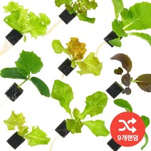스마트팜 수경재배 유럽상추모종 9개 랜덤 발송