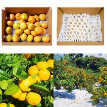 [삼시세끼연구소] 제주도 하우스 귤 감귤 밀감 1kg 2kg 3kg 5kg 고당도 2s 로얄과 꼬마 중과 가정용 조생 비가림, 2.하우스귤2kg, 대과(L - 2L)