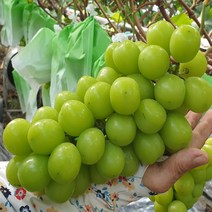 산지직송 GAP인증 고당도 프리미엄 샤인머스켓 2kg 4kg 당도선별 추석 선물 특등급, 프리미엄 샤인머스켓 2kg(3-4수)
