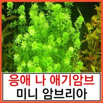 수초하우스) 미니 암브리아, 10줄기(싸게더많이)