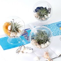 공기정화 천연 가습 DIY 테라리움 틸란드시아 이오난사 스칸디아모스, 스탠드볼 DIY, 퍼시픽그린