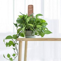 홈가드닝 식물 인테리어 수태봉 연결형 코코넛봉 지주대 공중뿌리 지지대, 40cm