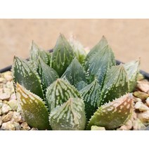 하월시아/하월시아-1955 아프리카농장
