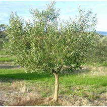 올리브나무 10cm화분묘 (묘목 2개묶음) 실내월동다년초 남부노지월동 겨울베란다월동 식용관상식물 [꽃심야생화]