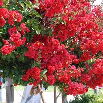 배롱나무 다이너마이트 묘목 개화주 백일홍, 1개