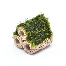 수초-미니 3링탑 윌로모스 활착-열대어 어항 수족관 수중이끼, 없음