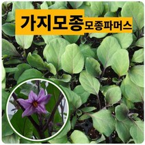 가지모종 10(개) 연한 장가지 (모종파머스), 10개